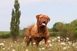 DOGUE DE BORDEAUX 045